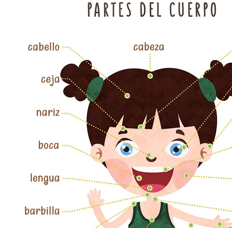spanish-body-parts-poster-human-anatomy - Image 4