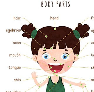 human-body-poster-for-kids-educational - Image 3