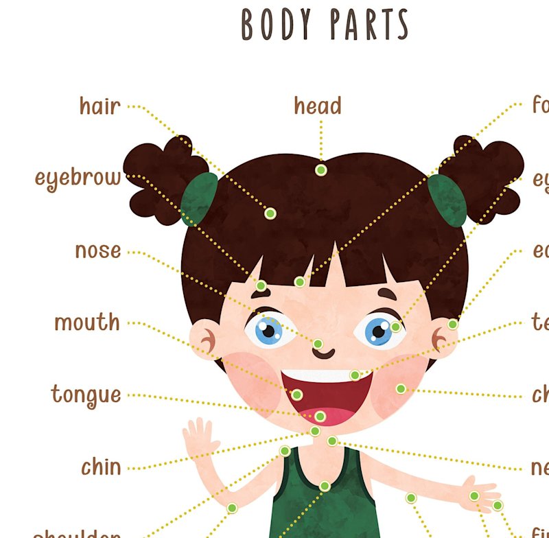 human-body-poster-for-kids-educational - Image 3